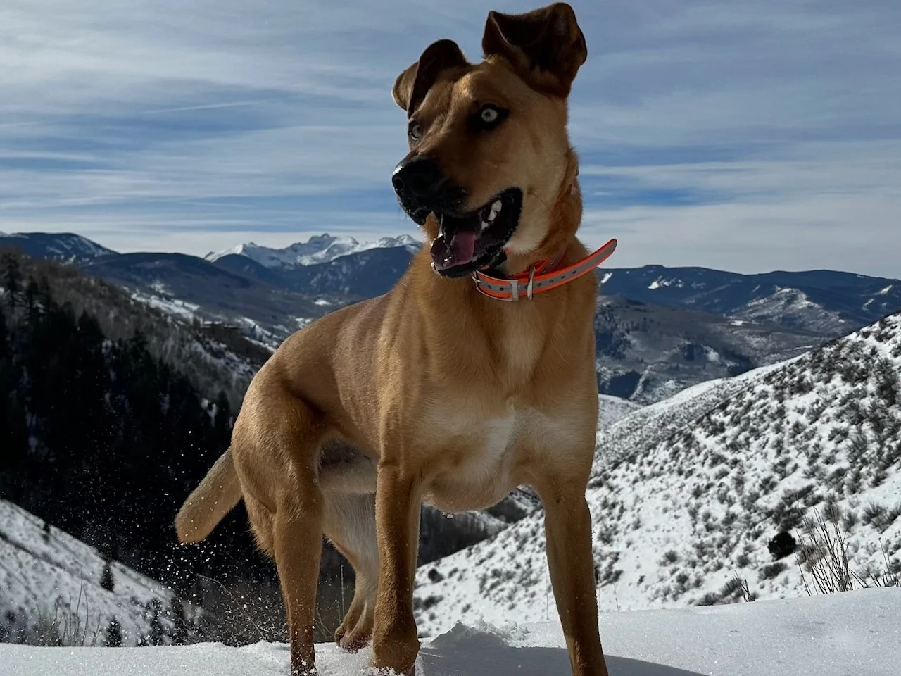 A tan dog sitting on a snowy mountain overlook